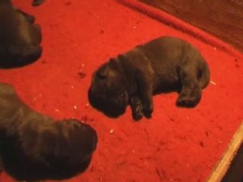 Labradors du Taillis Madame : Chiot Bora Bora