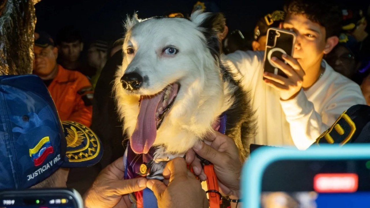 Maracaibo inmortaliza a Tsunami: el perro rescatista ya tiene su propia estatua
