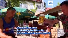 Как спасти пиво? В Австрии и Германии жара и засуха привели к потерям урожая хмеля и ярового ячменя