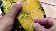 Eplucher une tortue