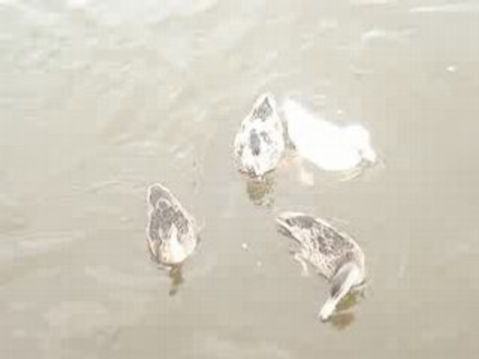 Canards pourris