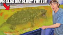 J’ai acheté la tortue la plus dangereuse du monde !