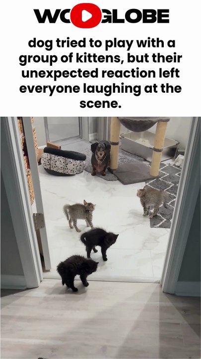 Funny kittens puff up together and scare a playful dog into a corner