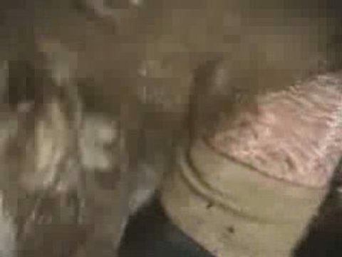 Crash Rallye Baldomérien