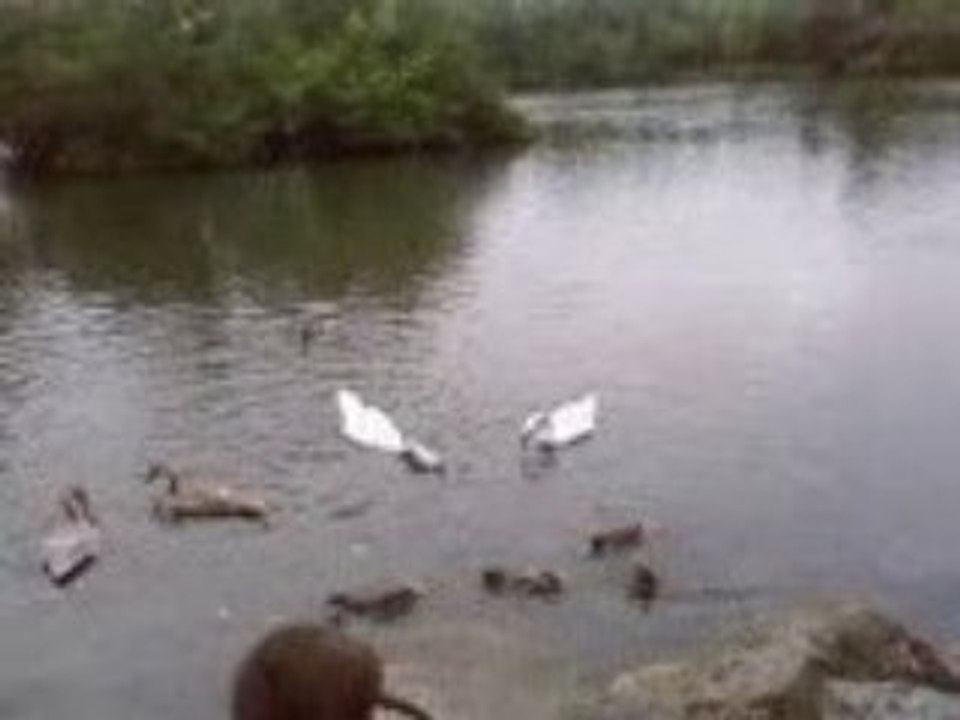 Cygne