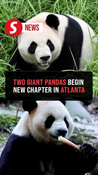 Giant pandas Ping Ping and Fu Shuang arrive in Atlanta for 10-year stay