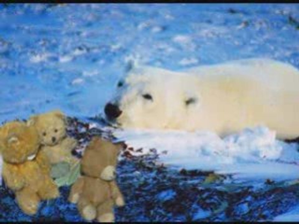 Ours et peluches