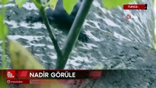Tunceli'de nadir görülen kara sincap görüntülendi
