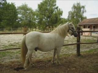 Sondage poney de la Licorne Enchantée