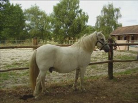 Sondage poney de la Licorne Enchantée