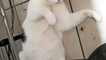 🤍 Pernanca vino a visitarme y terminó tomando la mejor siesta del día 💤🐱 #shorts #michi #felino