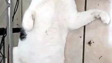 🐾 Mi gato Pernanca inspeccionó la oficina y decidió tomar una siesta 😻 #michi #animal #mascota