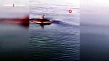 Vatandaş ‘Bize saldırır bunlar’ diyerek heyecanla kayda aldı, sonra olanlar sosyal medyada gündem oldu