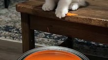 Cutest Colorful Baby Kitty 😍 #CutestKitten