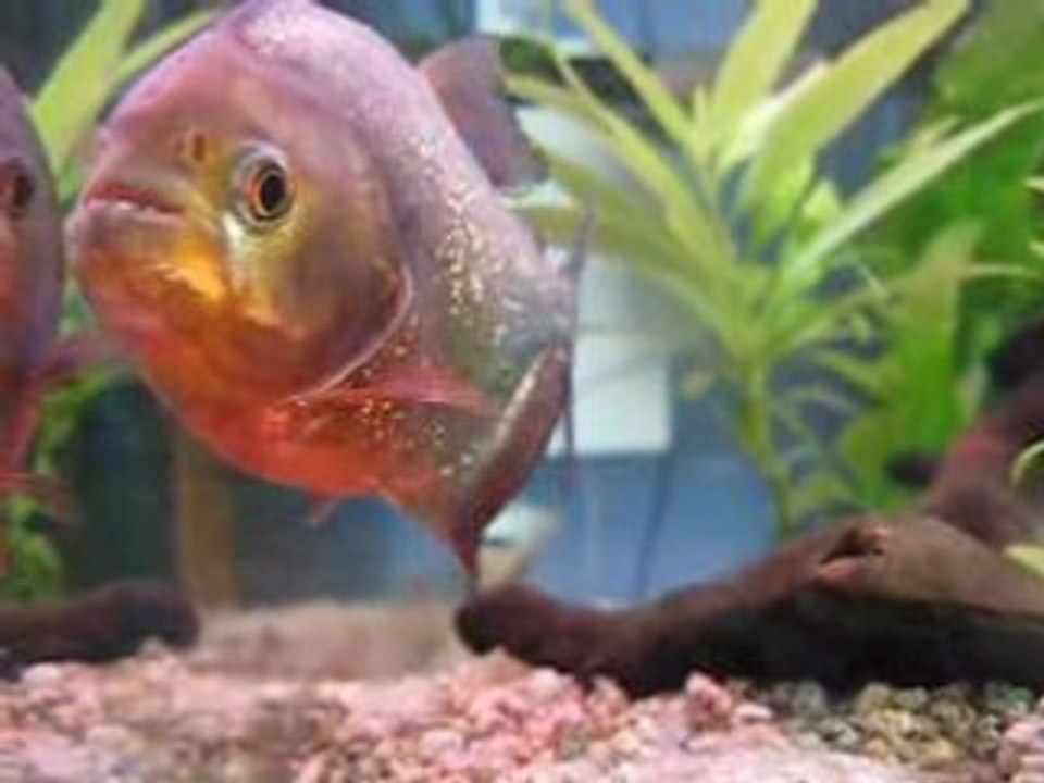 Piranha de 15cm - Aquarium de Lilian (33)