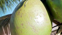 How Coconuts Fill Themselves With Water
