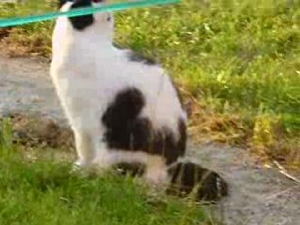 Photo 046