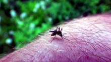 are mosquitoes out during the day ?