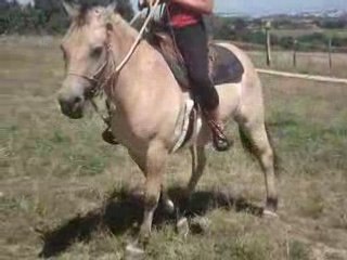 poney en carrière