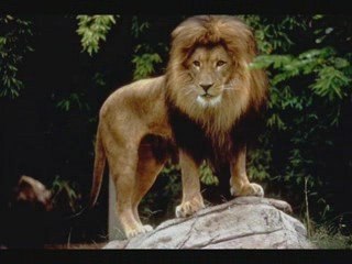Lions Amazigh (berbere)