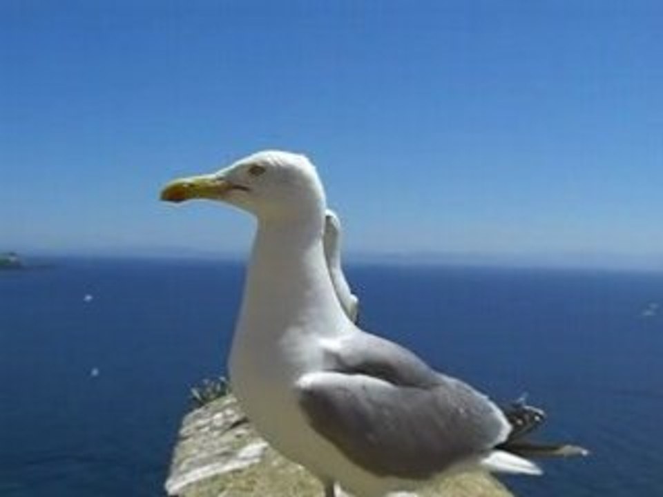 Les mouettes de Bonifacio, prennent la pose!!