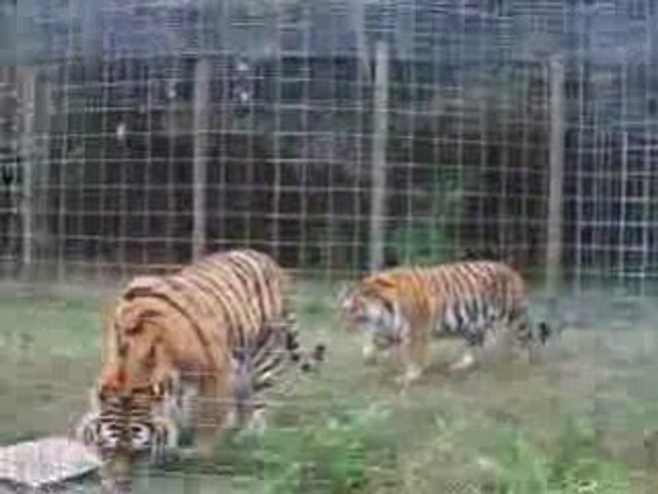 Big Cat Rescue Series 002
