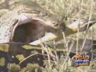Incroyable - Un python qui dévore une gazelle