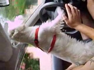 westie driver