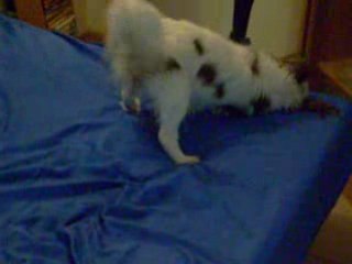 bounty n'apprecie pas d'avoir fait trempette (ckc)