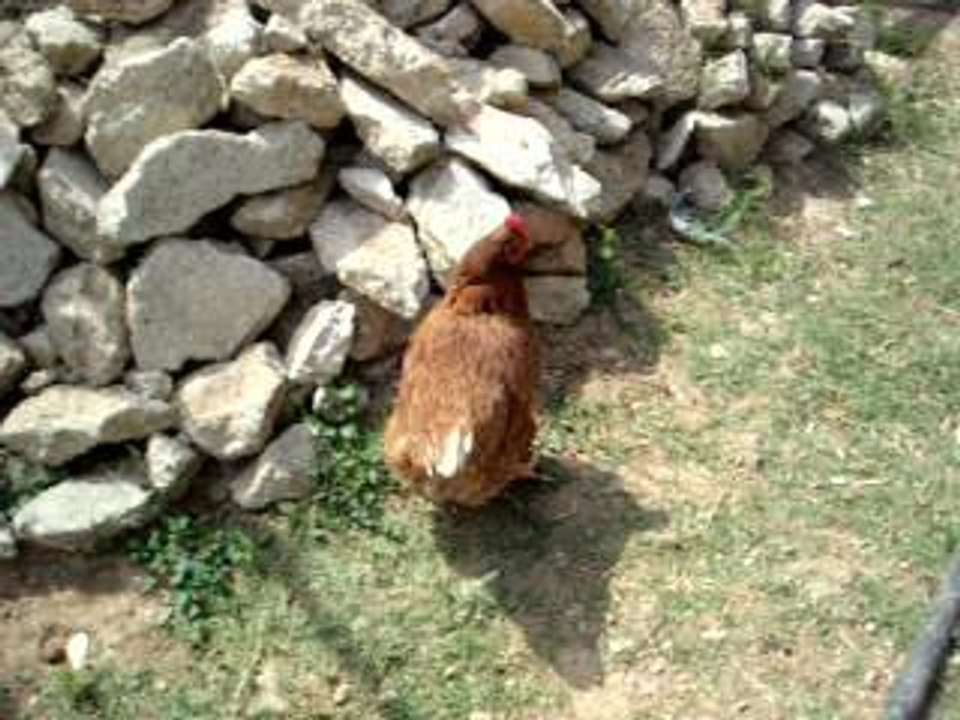 La Gallina Turuleca