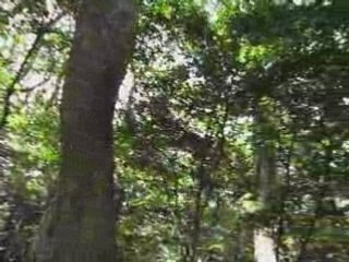 Yoyogi Koen