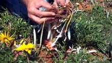 Solutions trialled to kill gazanias and help farmers reclaim paddocks