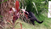Runaway Tasmanian devil back on display at wildlife park after weeks on the run