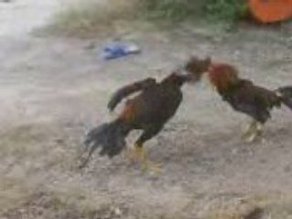 Coq stef