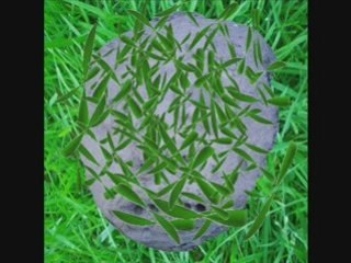 Les pierres sont remplies d'entrailles