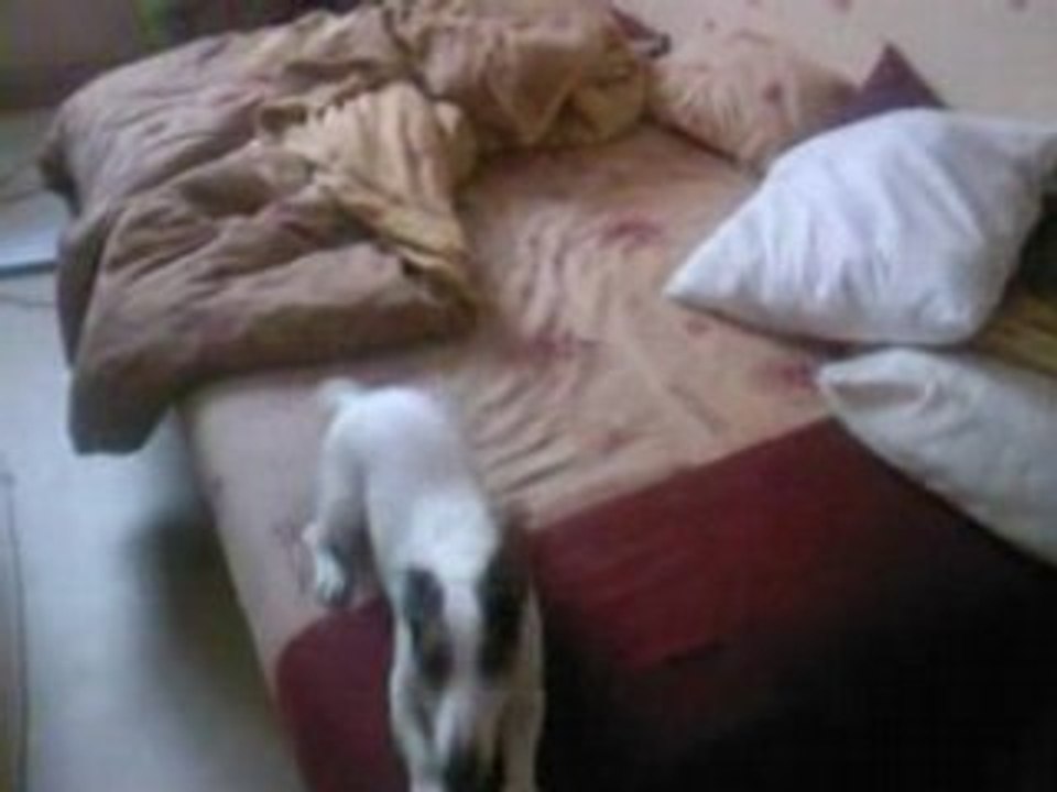 Pet 1 plon