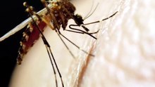 should you kill mosquitoes in your house ?