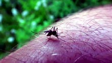 What is the only country with no mosquitos ?