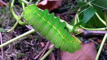 what happens if a vampire moth bites you ?