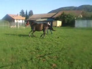 Trot et galop nikel