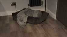 Dog's Hilarious Reaction to the Word 'Treat' Leaves Everyone Smiling