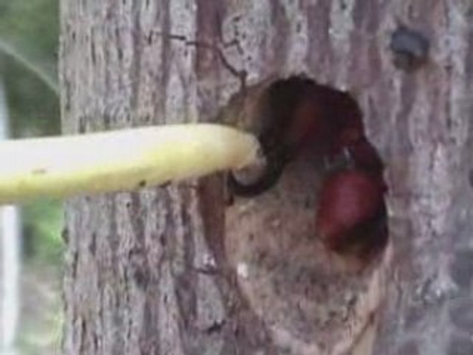Wild Insect from Borneo