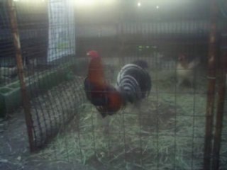 Sweater de Dink Fair