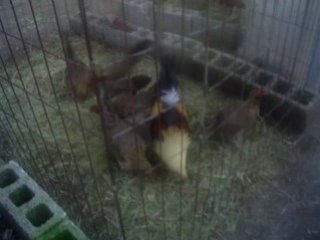 Gallos de Pelea