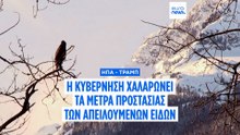 Η κυβέρνηση Τραμπ περιορίζει την προστασία των ειδών υπό εξαφάνιση