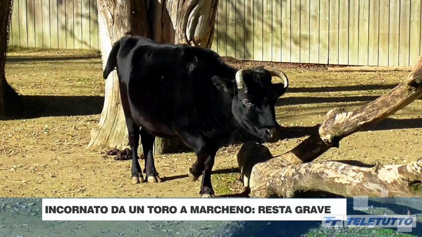 Video News - Incornato da un toro a Marcheno: resta grave