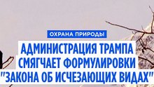 Администрация Трампа намерена ослабить защиту исчезающих видов