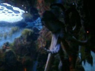 avez vous deja vu une pieuvre folle ??