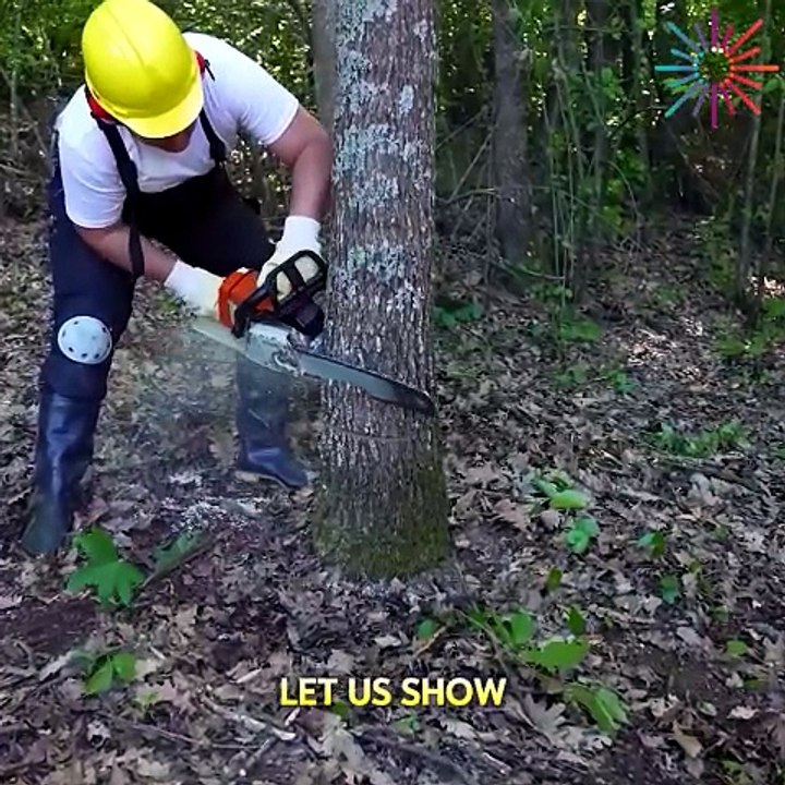 Tree felling made super easy! - video Dailymotion