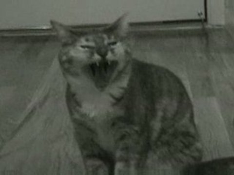 Kitty Criminal (Singing Cats)
